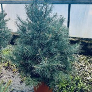 Abies Concolor Glauca – Conifera ornamentale resistente al caldo