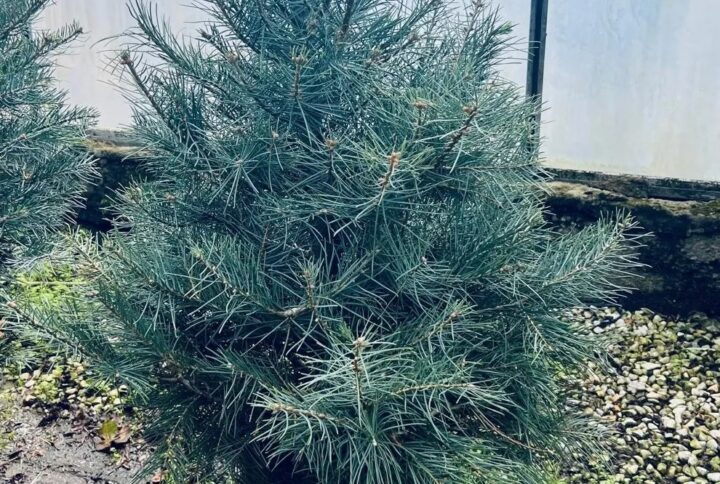 Abies Concolor Glauca – Conifera ornamentale resistente al caldo