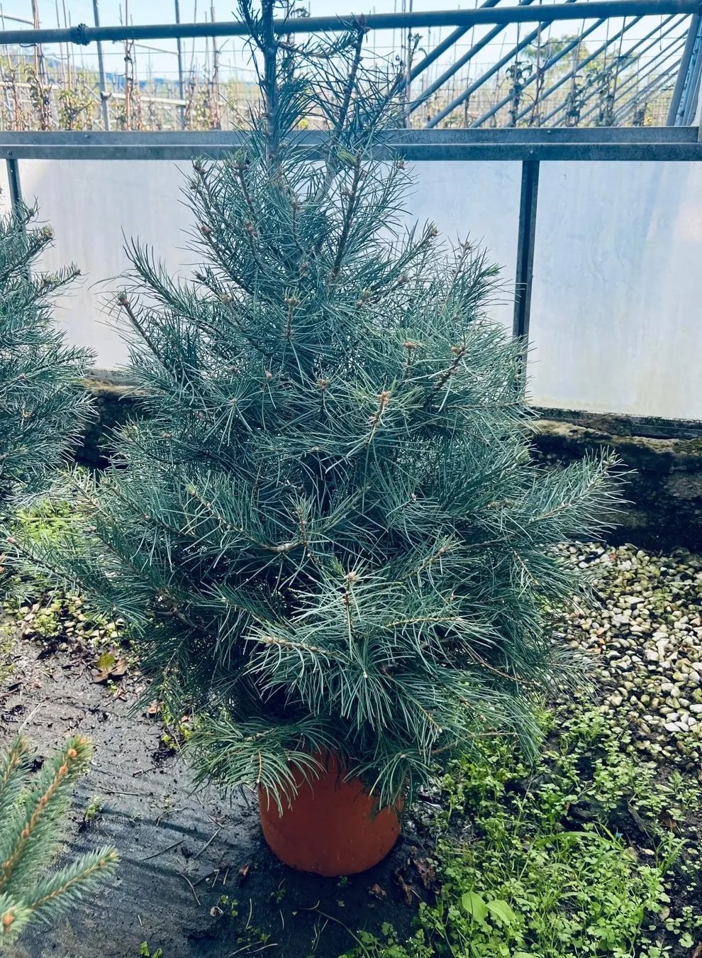 ABIES CONCOLOR GLAUCA
