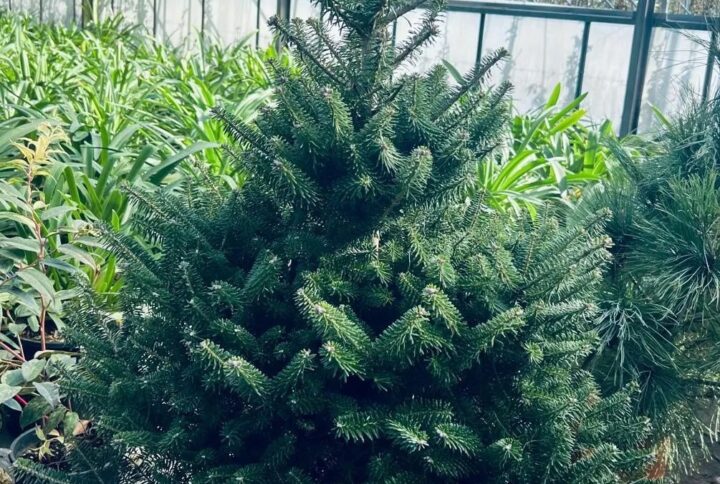 Abies Koreana – Conifera elegante e resistente fino a -20°C