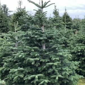 Abies Nordmanniana – L’abete del Caucaso perfetto per Natale e giardini scenografici