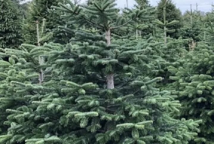 Abies Nordmanniana – L’abete del Caucaso perfetto per Natale e giardini scenografici