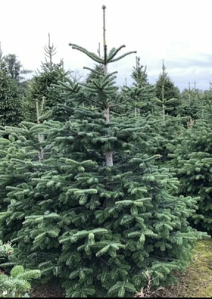 ABIES NORDMANNIANA