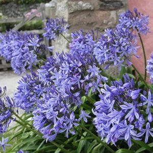 Agapanthus Pitchoune Blue – Giglio africano compatto e resistente per vasi e giardini