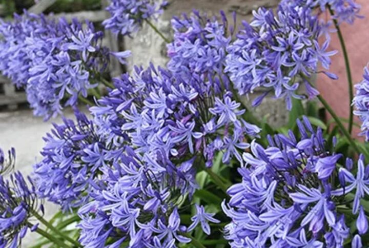Agapanthus Pitchoune Blue – Giglio africano compatto e resistente per vasi e giardini