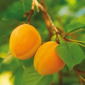Albicocco Nano – Fruttifero compatto da vaso per balconi e terrazzi