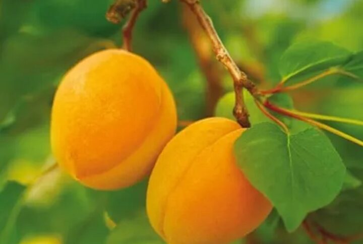 Albicocco Nano – Fruttifero compatto da vaso per balconi e terrazzi