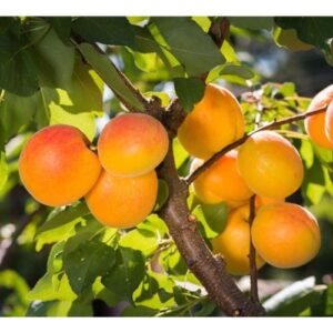 Albicocco Tyrinthos – Frutti Grossi, Precoci e Produttivi