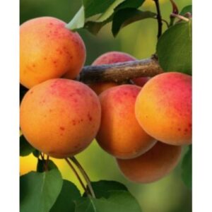Albicocco Vitillo – Frutti Grandi e Aromatici, per Climi Caldi