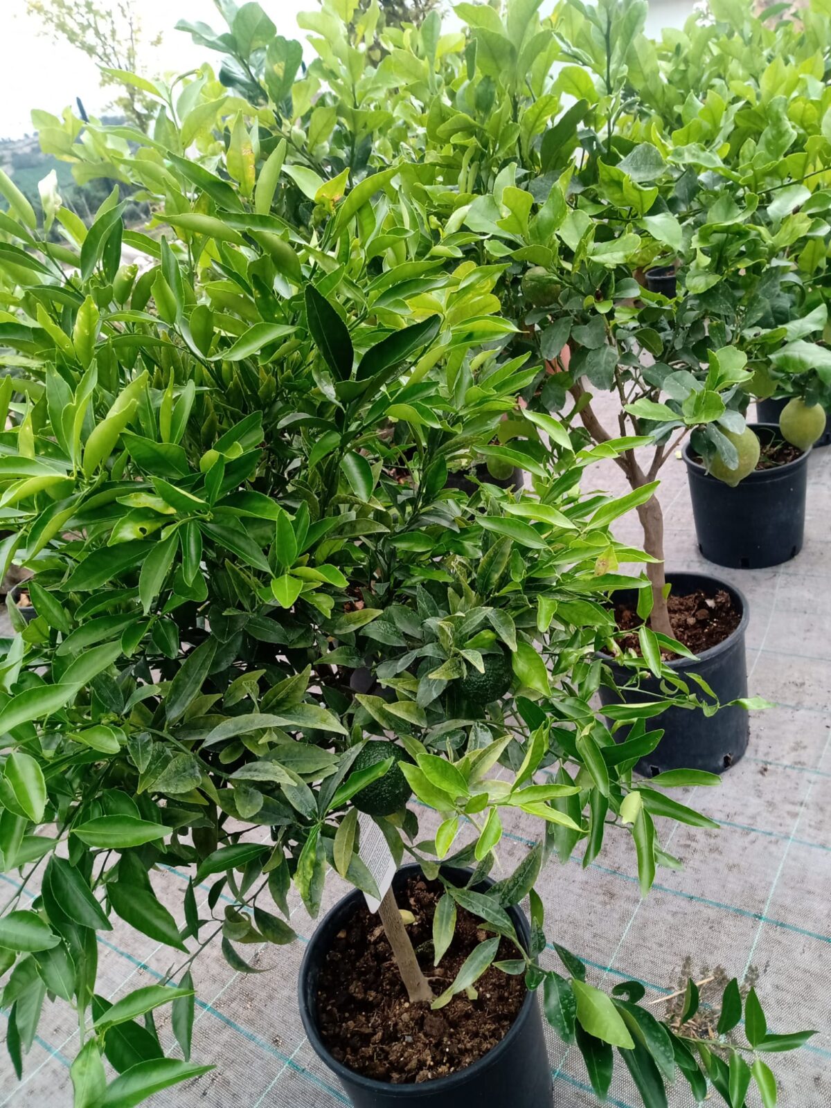CITRUS-2