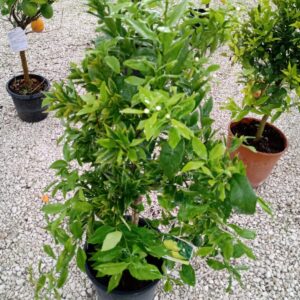 Mandarino – Citrus Reticulata in Vaso Ø 24 cm