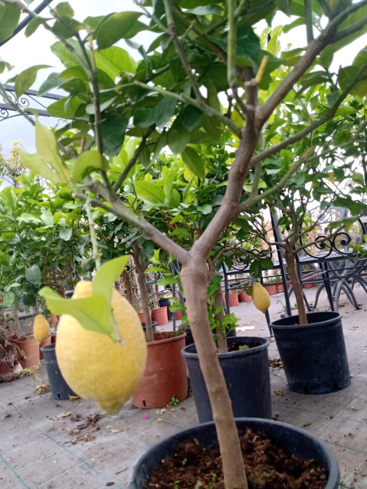 CITRUS-5