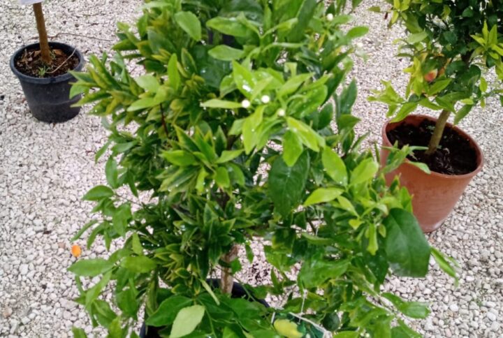Mandarino – Citrus Reticulata in Vaso Ø 24 cm