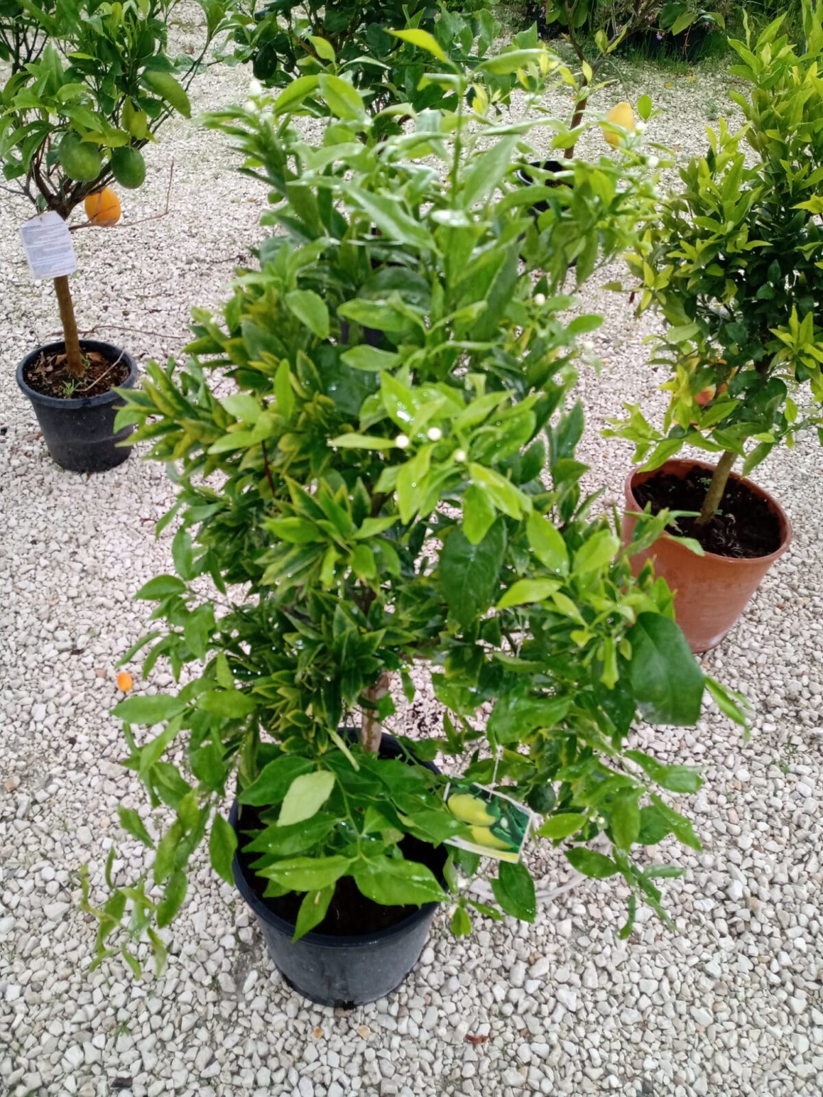CITRUS