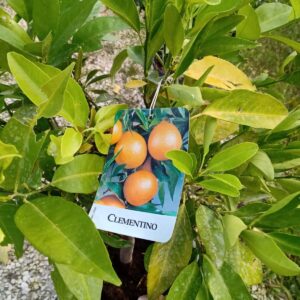 Clementino – Citrus × clementina – Vaso Ø 24 cm