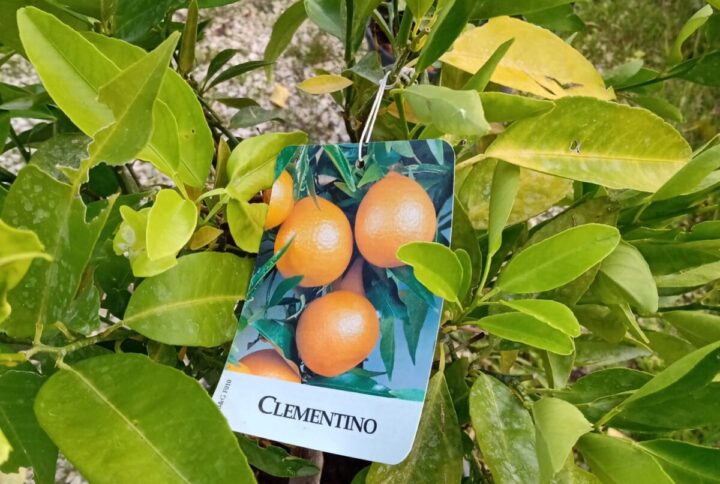 Clementino – Citrus × clementina – Vaso Ø 24 cm