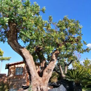 Carrubo Triforcato (Ceratonia siliqua) – Esemplare in Zolla