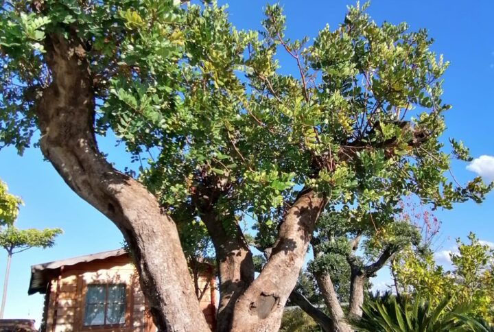 Carrubo Triforcato (Ceratonia siliqua) – Esemplare in Zolla