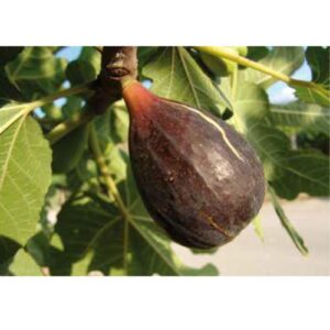 Fico Turca CL 162 – Varietà a Buccia Nera, Doppia Fruttificazione
