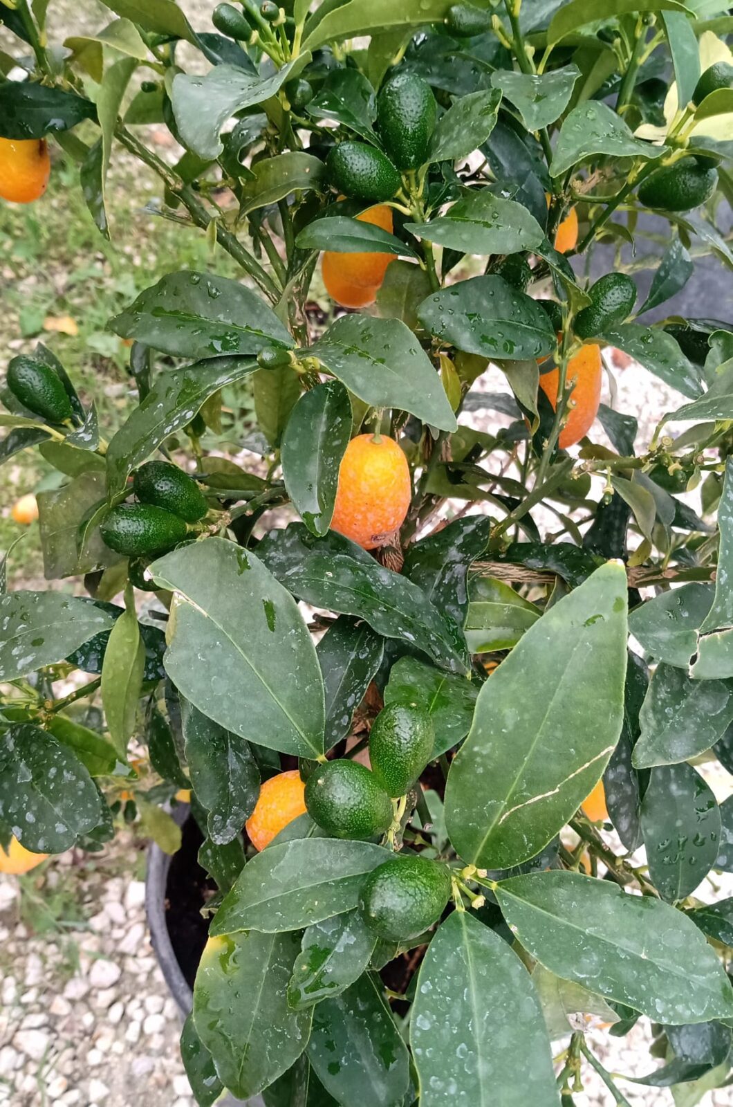 KUMQUAT-2