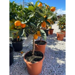 Kumquat – Mandarino Cinese Ornamentale in Vaso Ø 20 cm Kumquat – Mandarino Cinese Ornamentale in Vaso Ø 20 cm