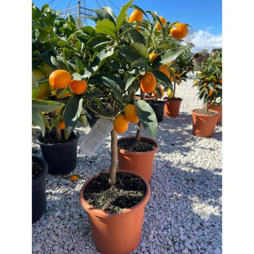 Kumquat – Mandarino Cinese Ornamentale in Vaso Ø 20 cm