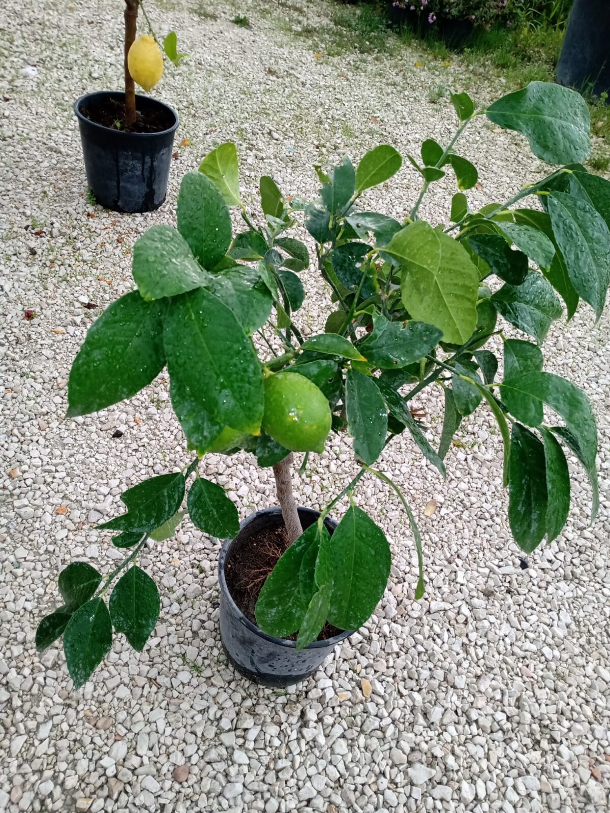 LIME-2