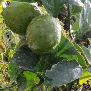Lime – Citrus Aurantifolia