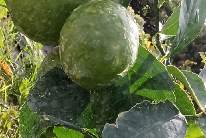 Lime – Citrus Aurantifolia