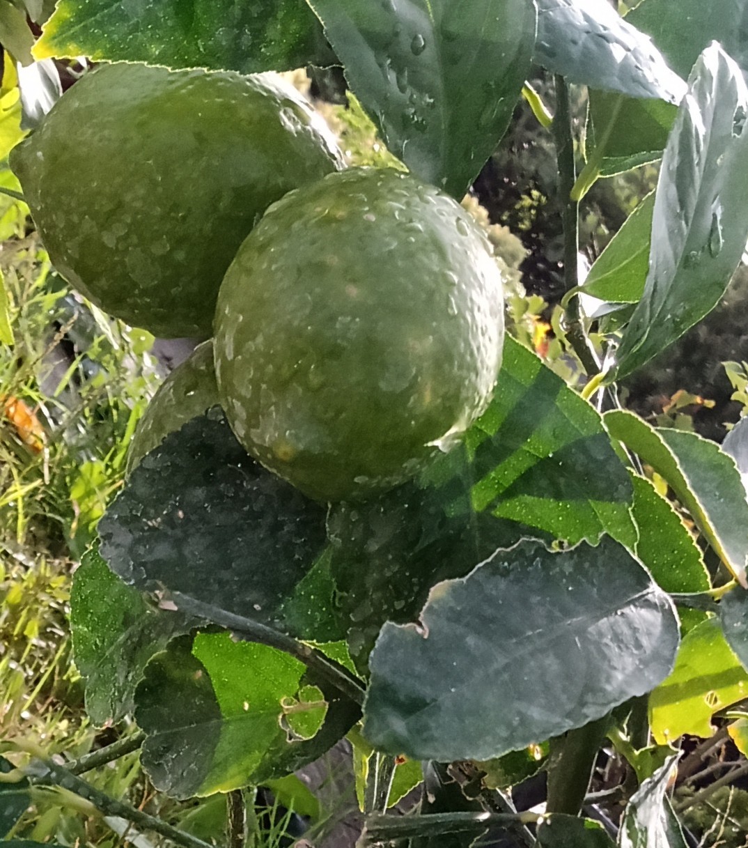 LIME-3