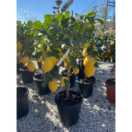 Limone – Citrus Limon
