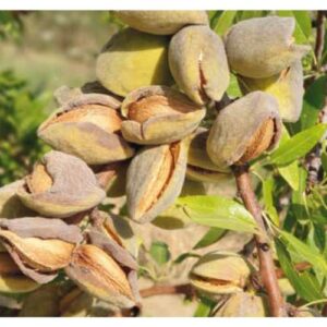 Mandorlo Tuono – Amygdalus communis, Autofertile e Resistente