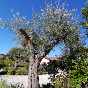 Olivo Secolare Farga in Zolla – Elevata Vigoria – 2 m