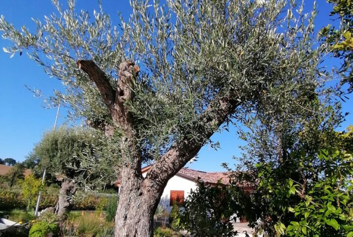 Olivo Secolare Farga in Zolla – Elevata Vigoria – 2 m