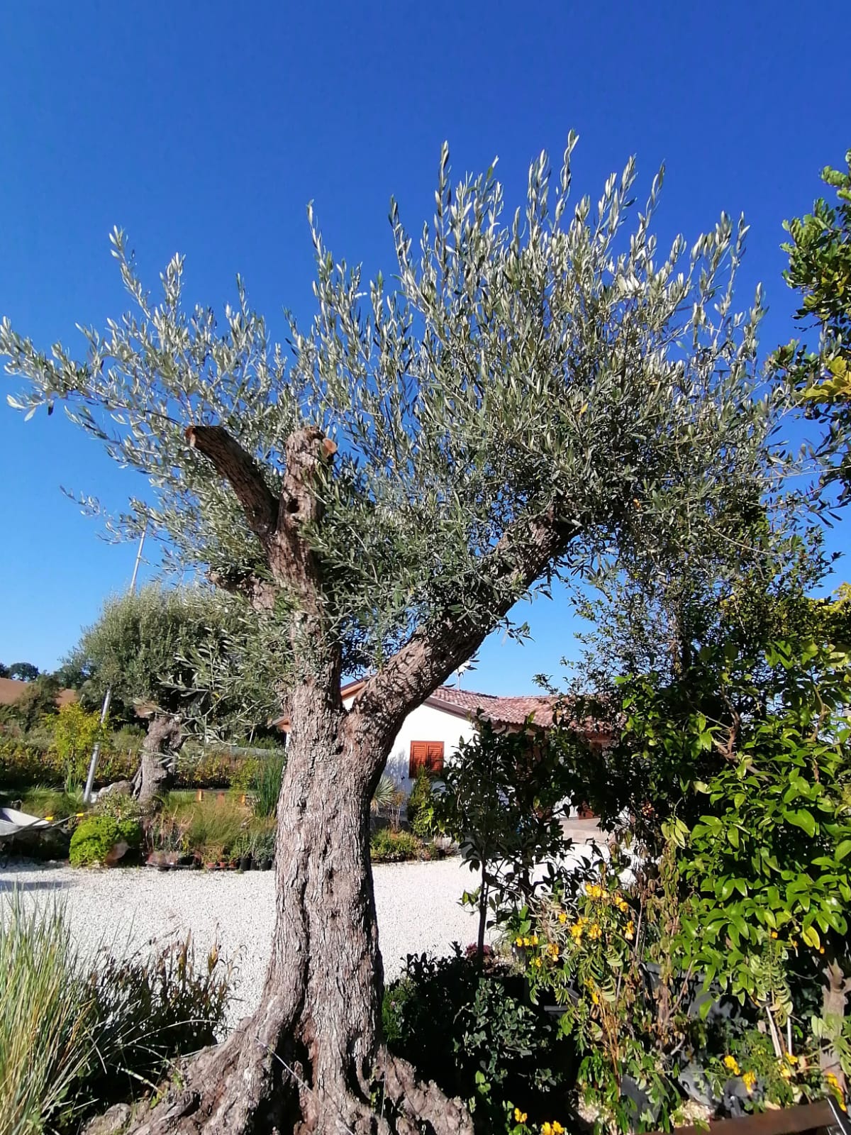 Olivo-1