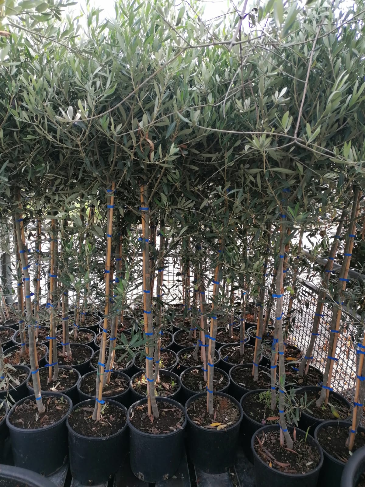 Olivo-4
