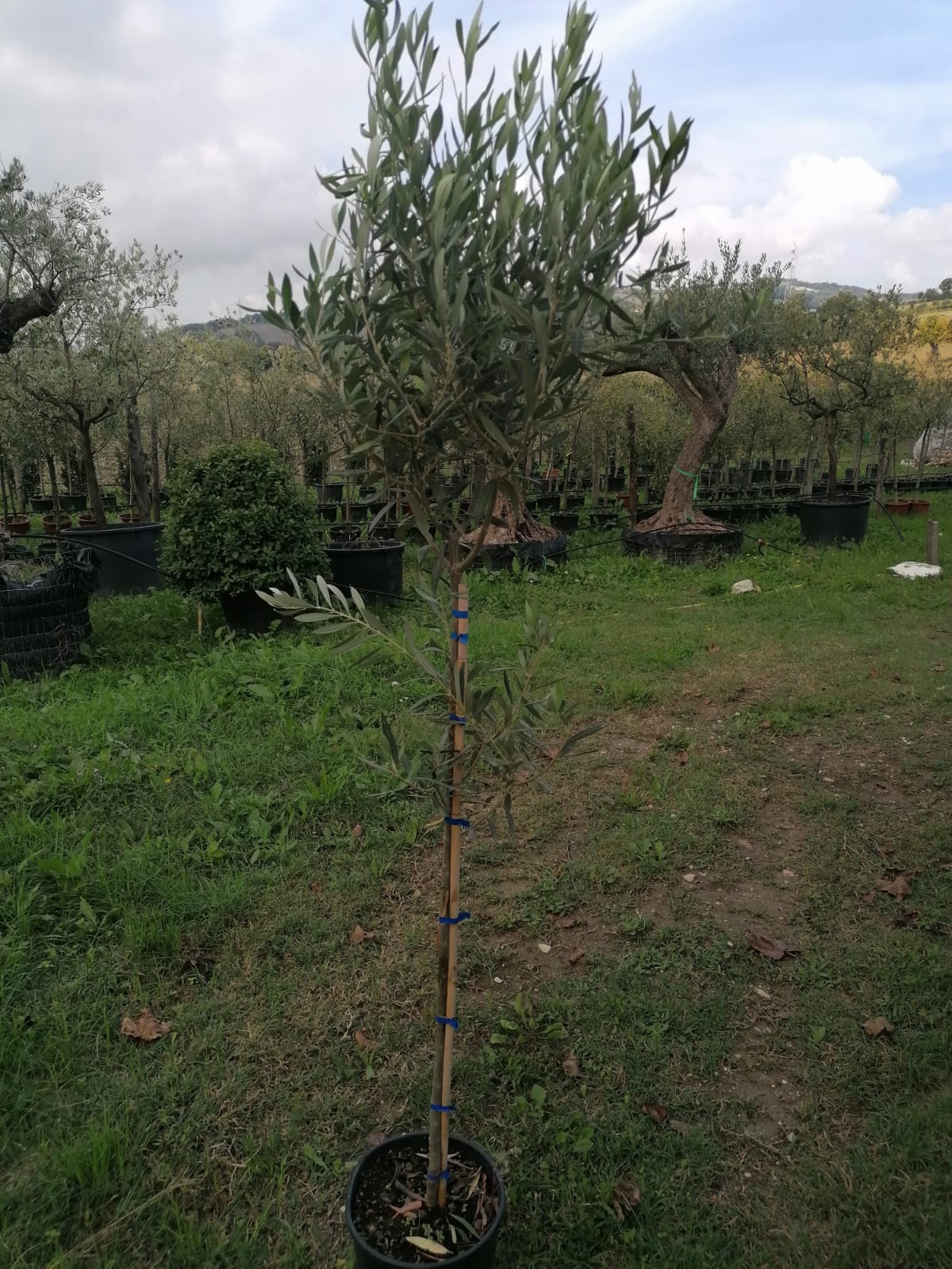 Olivo-7