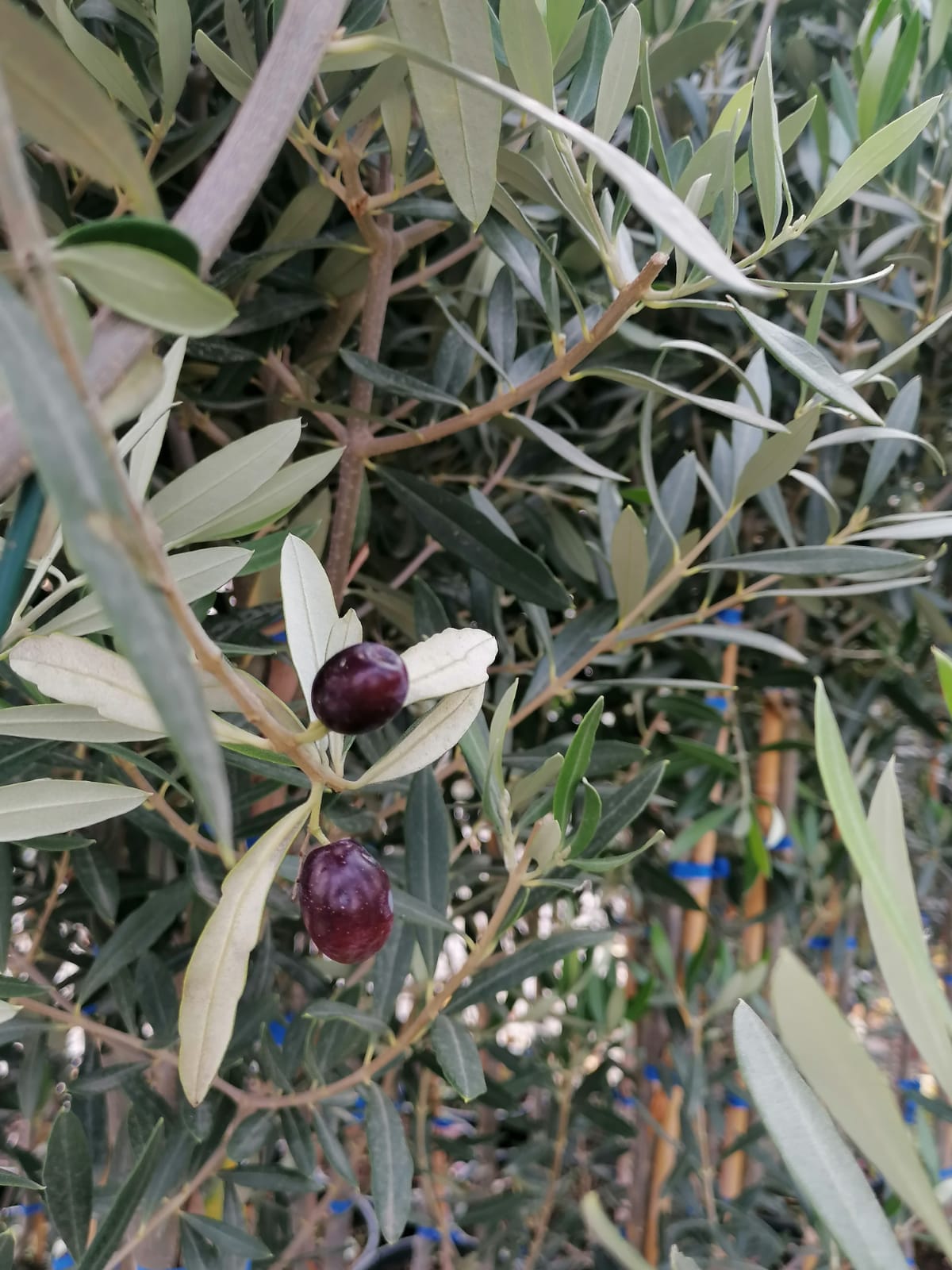 Olivo