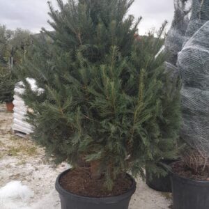 Abies Concolor Glauca h 175/200 cm