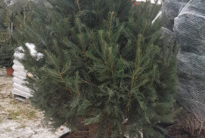 Abies Concolor Glauca h 175/200 cm