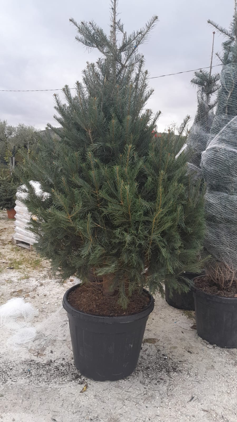 abies concolor h 175 200