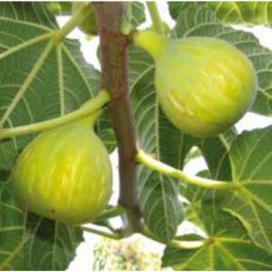 Fico Dottato CL 157 – Varietà Dolce e Adatta all’Essiccazione