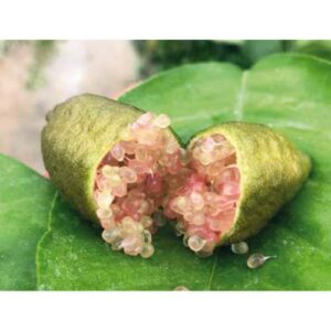Limone Caviale – Citrus Australasica, Finger Lime in Fitocella