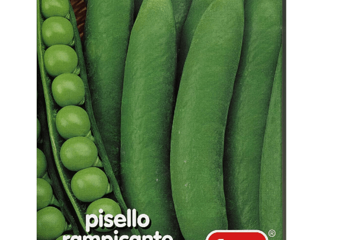 Semi Pisello Rampicante Alderman – Grano Rugoso – Confezione 100 g