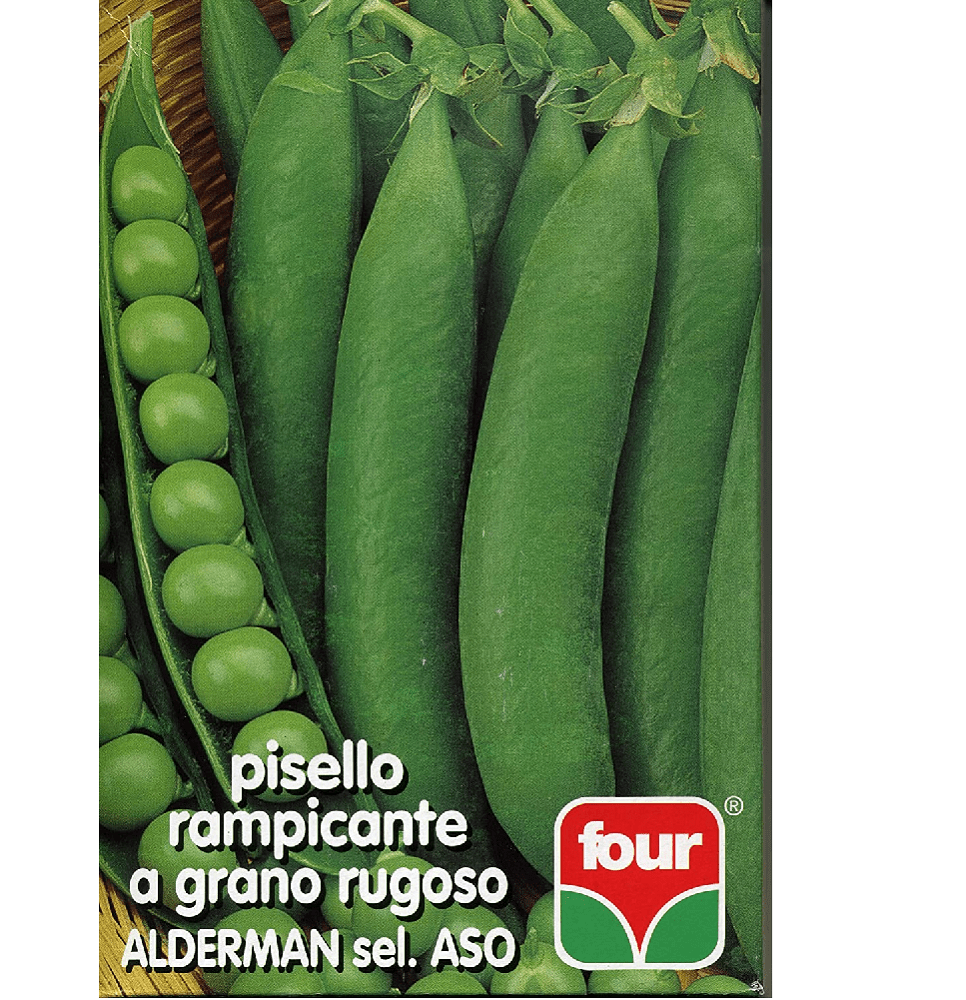 pisello-rampicante