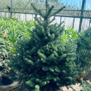 Abies Koreana – Vaso Ø26 cm, H. 80–100 cm