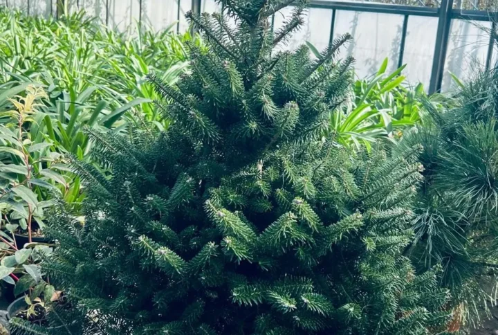 Abies Koreana – Vaso Ø26 cm, H. 80–100 cm