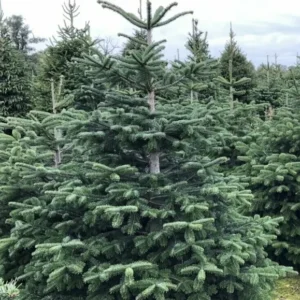 Abies Nordmanniana – Vaso Ø26 cm, H. 80–100 cm