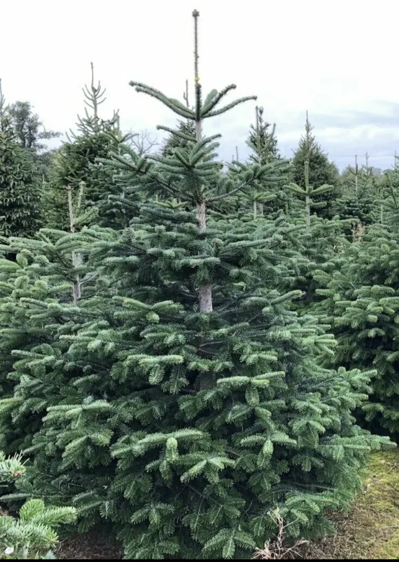 Abies Nordmanniana – Vaso Ø26 cm, H. 80–100 cm