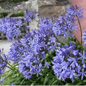 Agapanthus Pitchoune Blue – Vaso Ø24 cm Agapanthus Pitchoune Blue – Vaso Ø24 cm